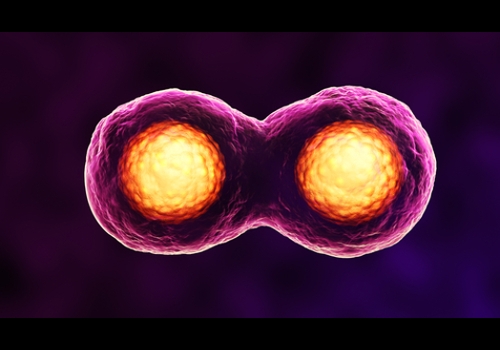 O processo de divisão celular de uma célula eucarionte é denominado mitose.