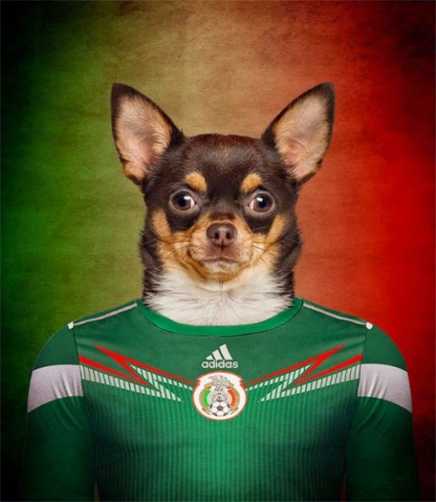 Copa do mundo 2014 :Os cães jogadores e seus países de origem